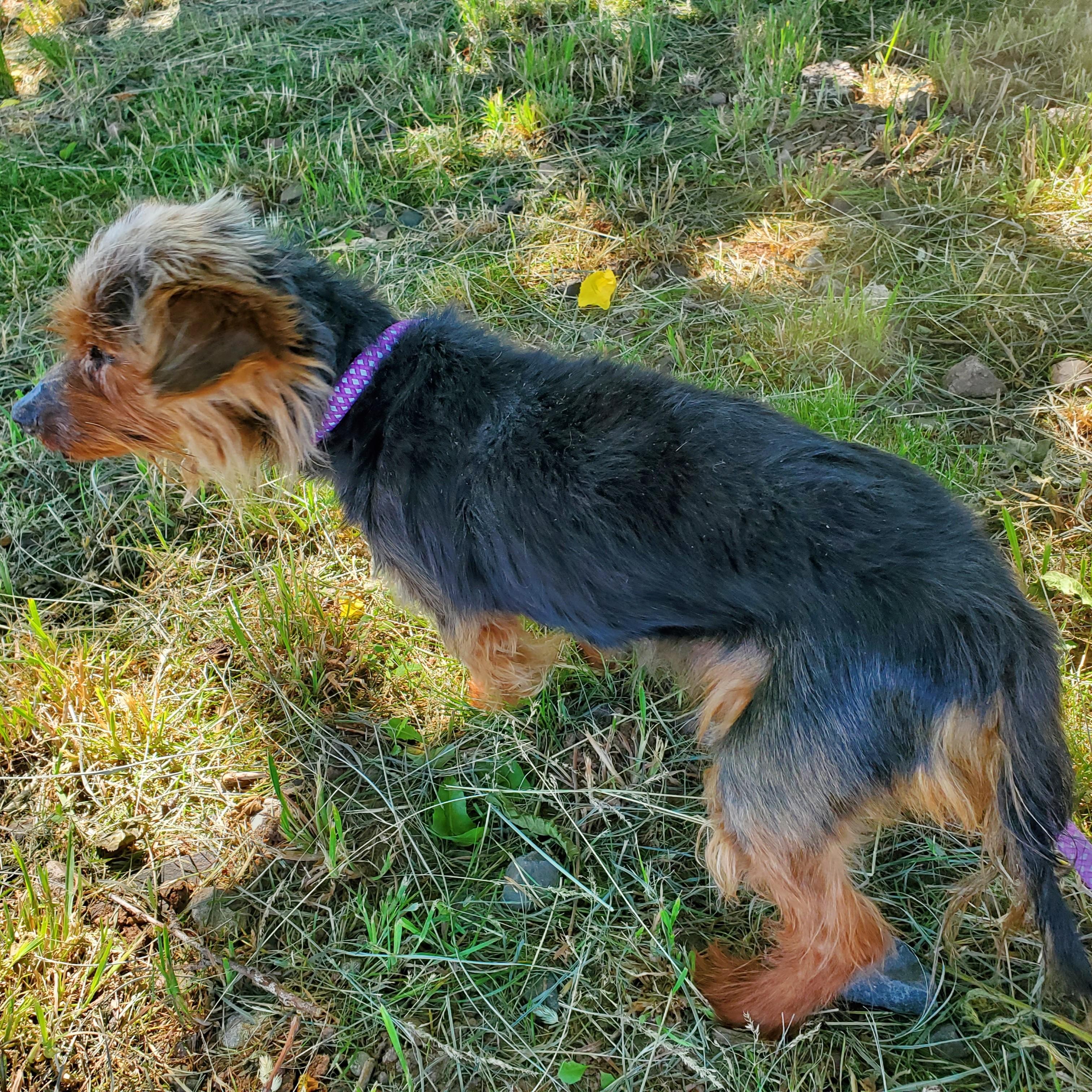 Yoda, adopted, Senior Male Yorkshire Terrier.