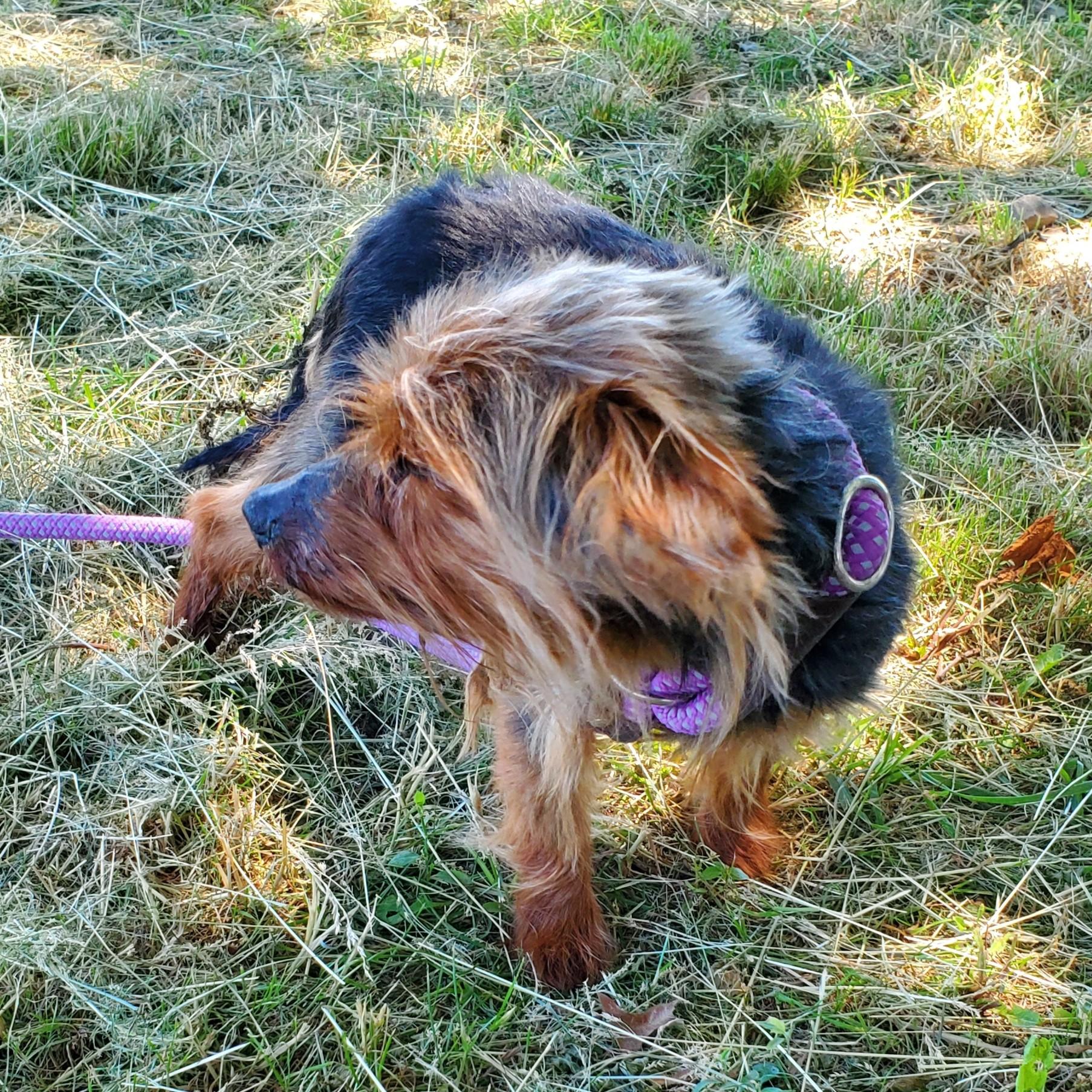 Yoda, an adopted Yorkshire Terrier in Jersey city, NJ image 2/2