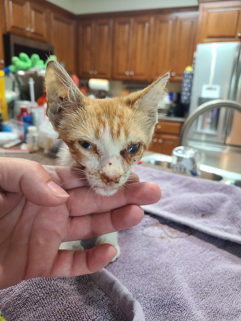 C1373-25 Dunkin, Adoptable, Young Male Domestic Short Hair.