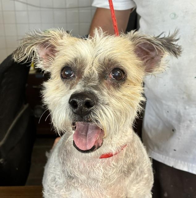 Mokka, an adoptable mixed breed in Canoga Park, CA image 3/3