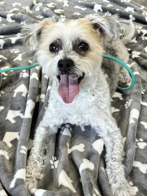 Enlarge Mokka, an adoptable mixed breed in Canoga Park, CA image 2/3