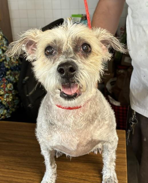 Mokka, an adoptable mixed breed in Canoga Park, CA image 2/3