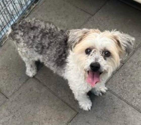 Enlarge Mokka, an adoptable mixed breed in Canoga Park, CA image 2/4