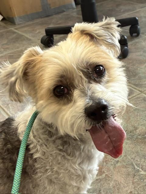 Mokka, adoptable, Senior Female Maltese & Silky Terrier.