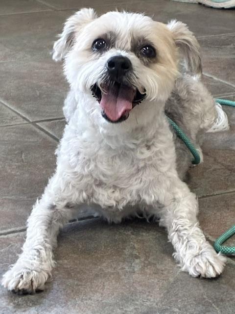 Enlarge Mokka, an adoptable mixed breed in Canoga Park, CA image 3/3