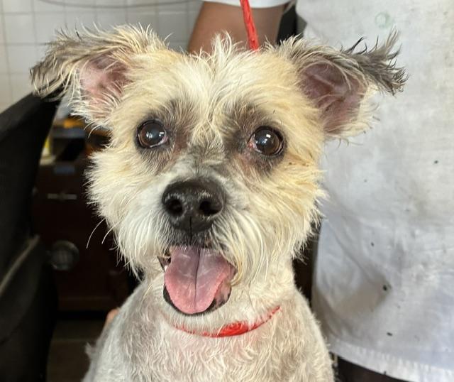 Mokka, adoptable, Senior Female Maltese & Silky Terrier.