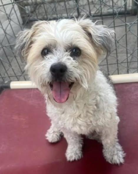 Mokka, adoptable, Senior Female Maltese & Silky Terrier.