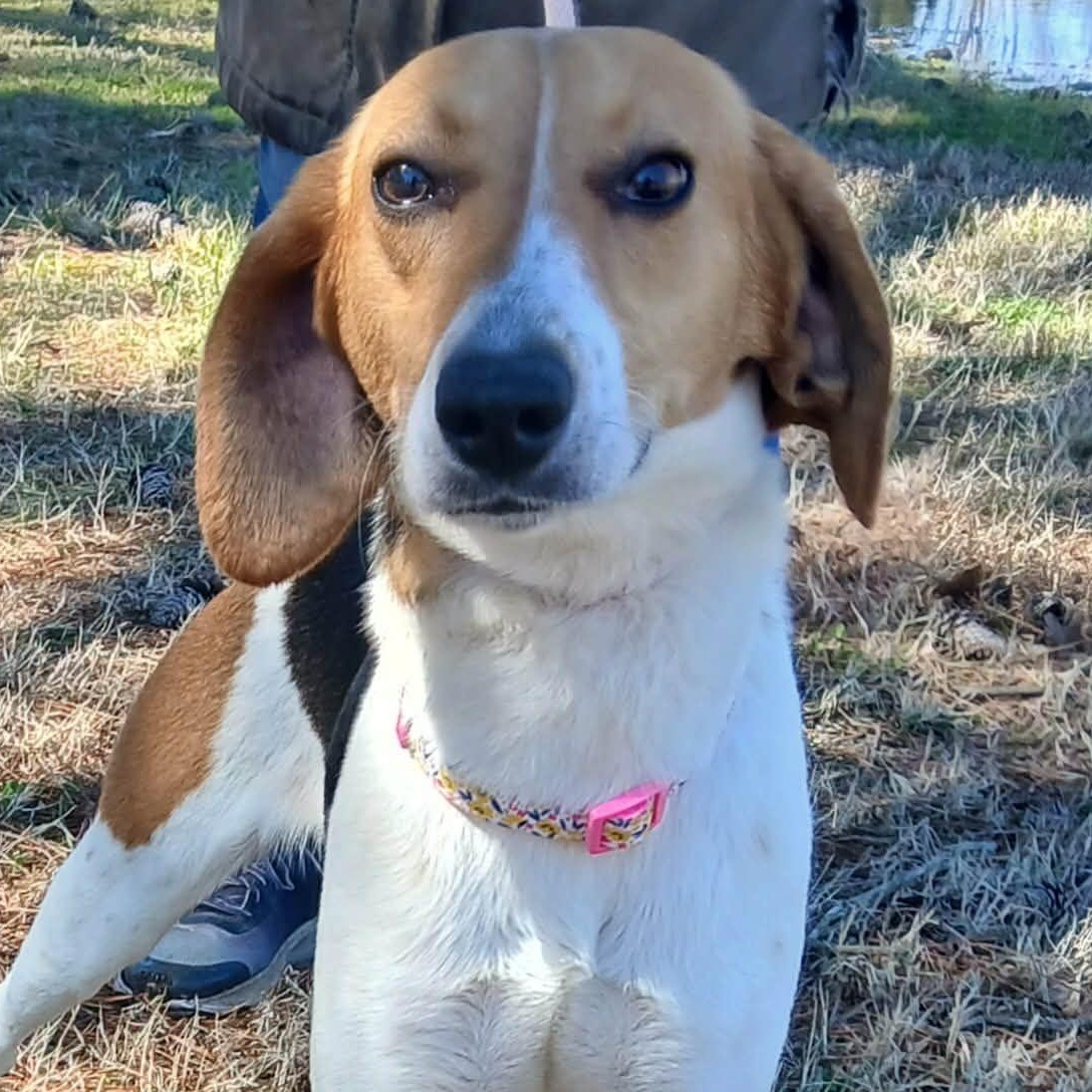 HEIDI, an adoptable Hound in Tappahannock, VA image 3/4