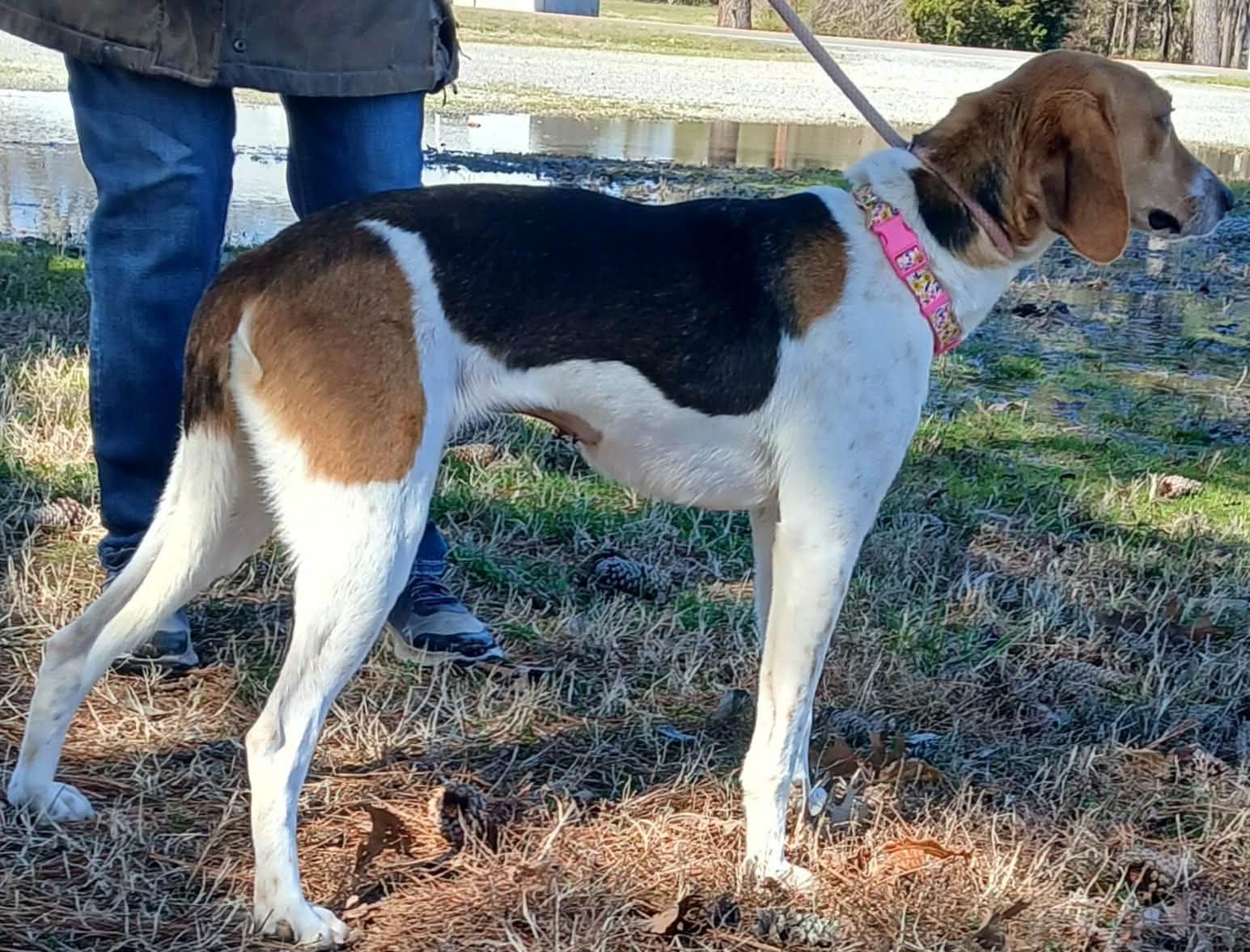 HEIDI, an adoptable Hound in Tappahannock, VA image 2/4