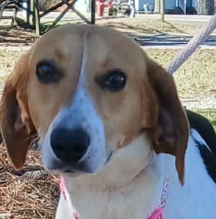HEIDI, an adoptable Hound in Tappahannock, VA image 1/4