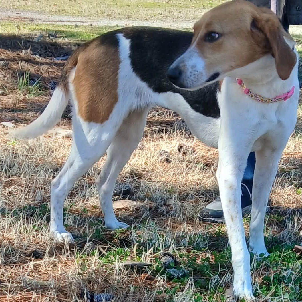 HEIDI, an adoptable Hound in Tappahannock, VA image 4/4