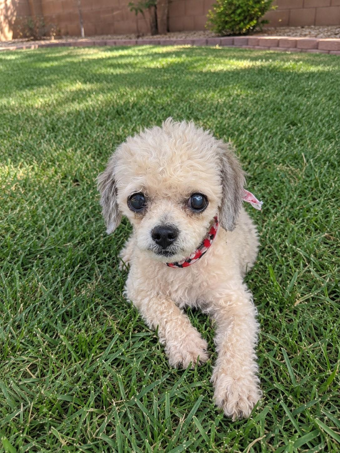 Enlarge Fifi, a Adopted Miniature Poodle in Irvine, CA image 4/4