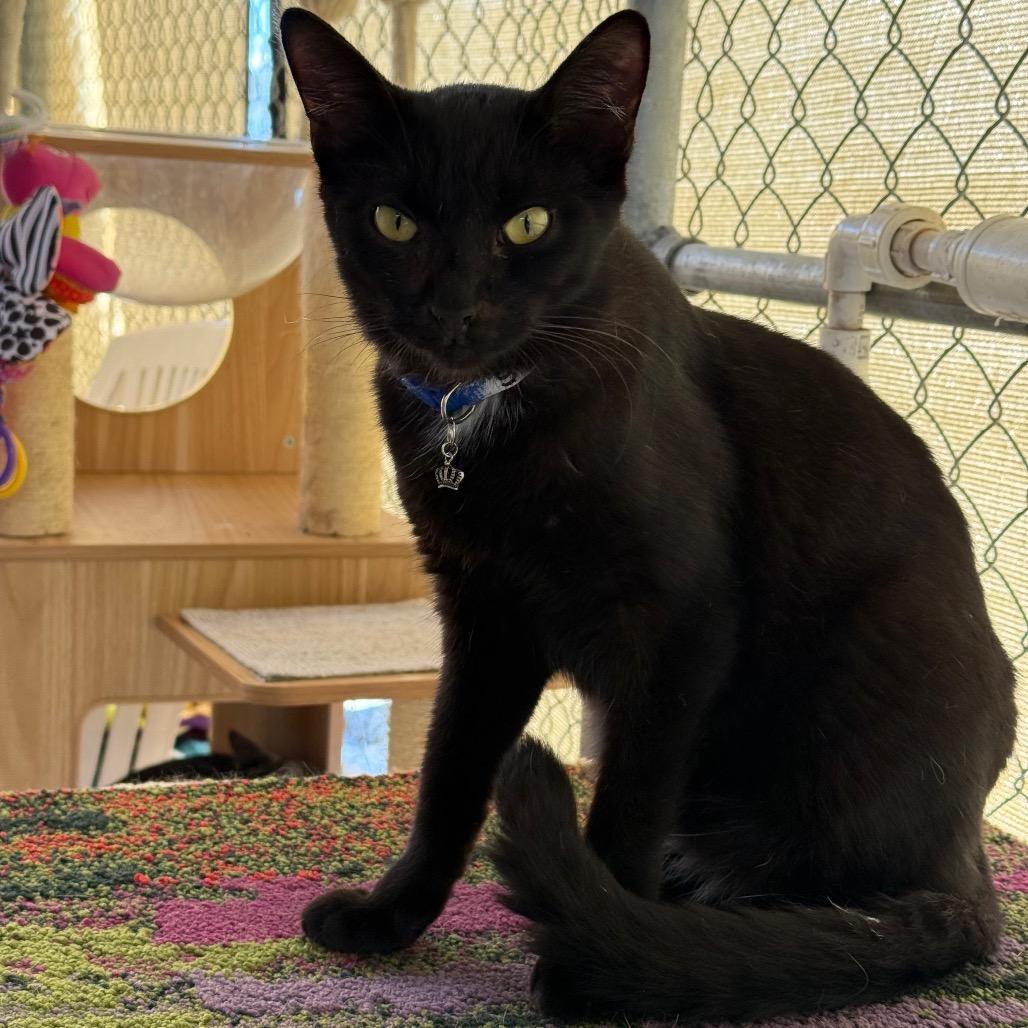 Scrappy, Adoptable, Young Male Domestic Short Hair.