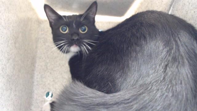 PEPPER, Adoptable, Young Female Domestic Short Hair.