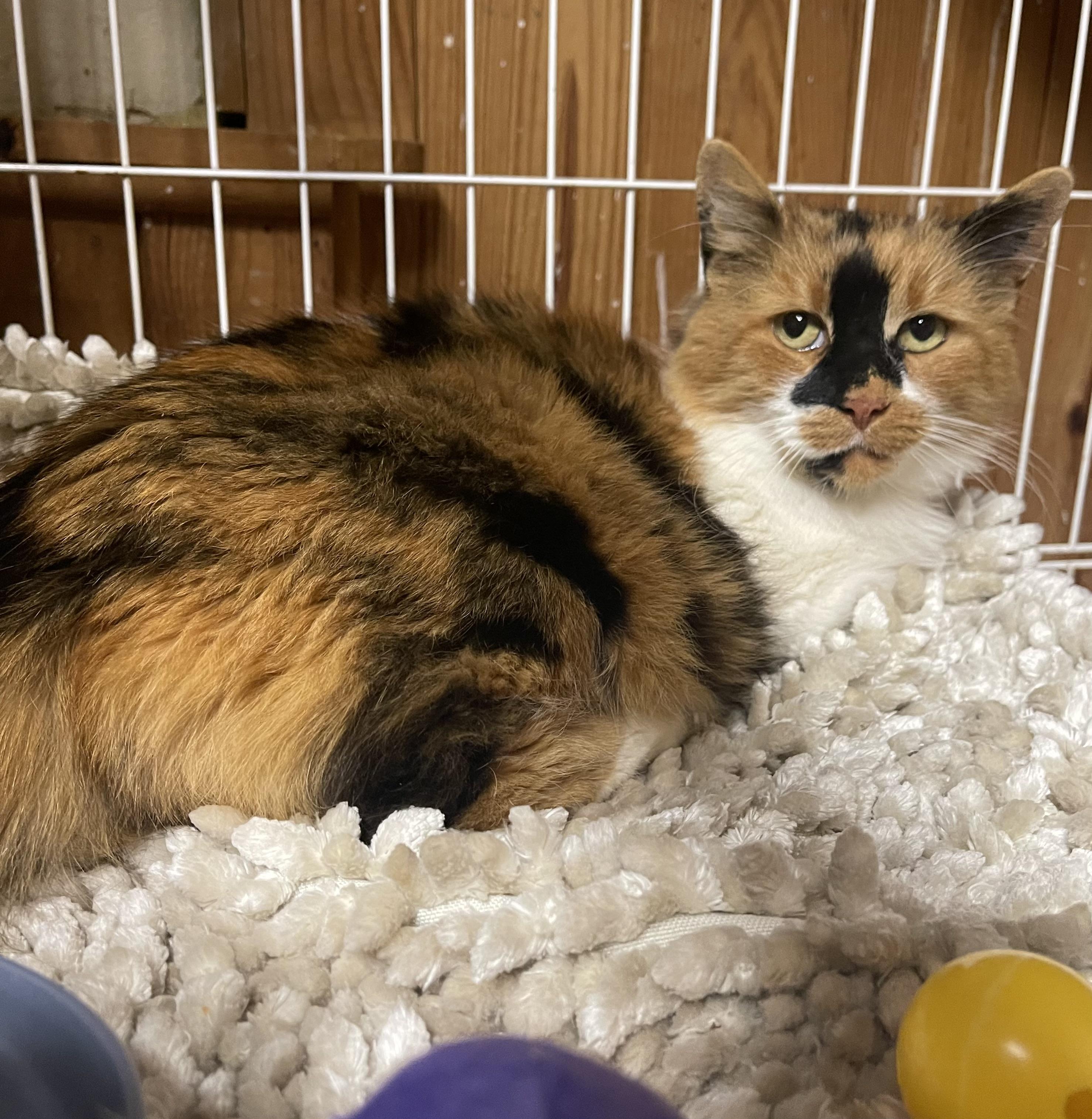 Enlarge Priscilla, a ADOPTABLE Calico in Warren, NJ image 1/3