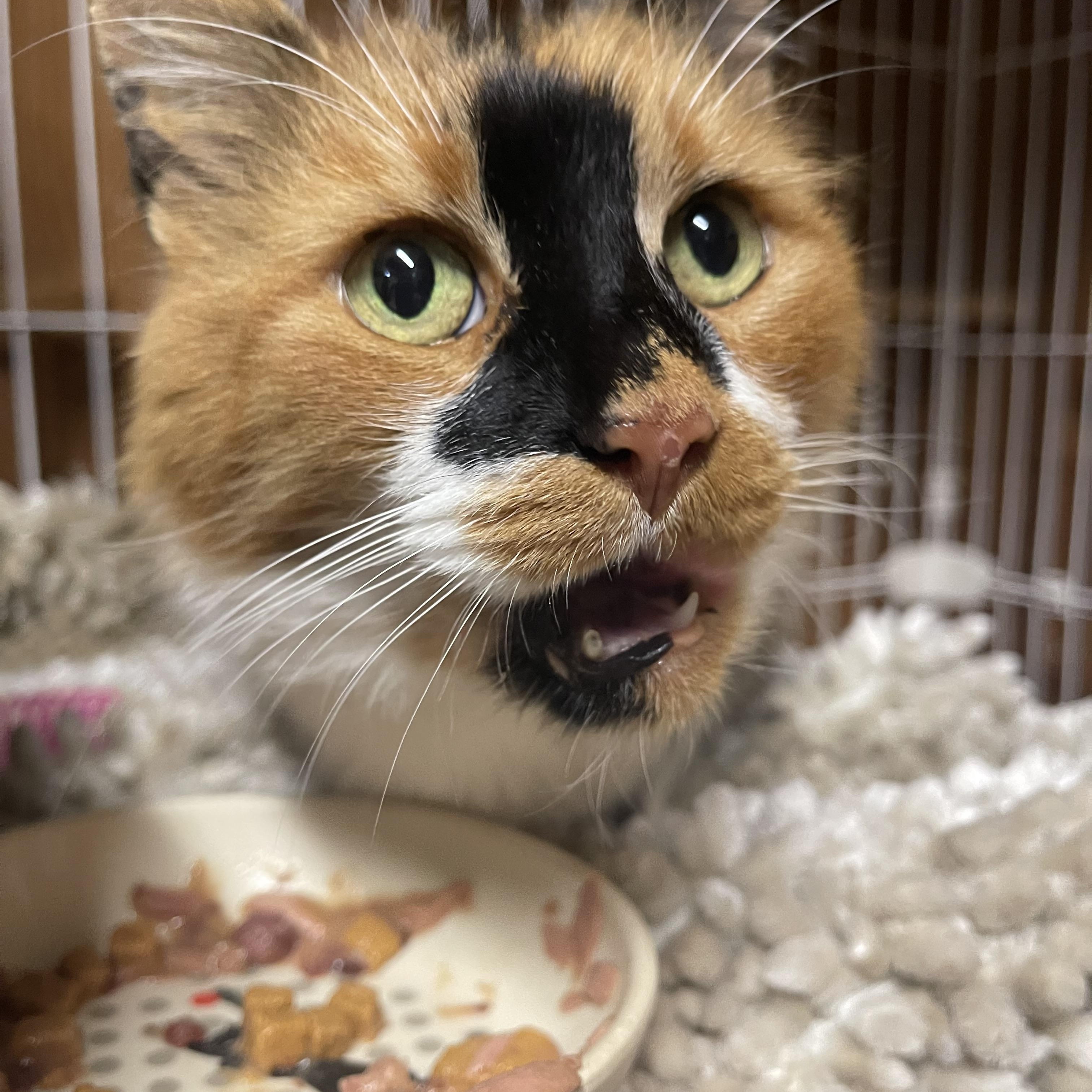 Enlarge Priscilla, a ADOPTABLE Calico in Warren, NJ image 3/3