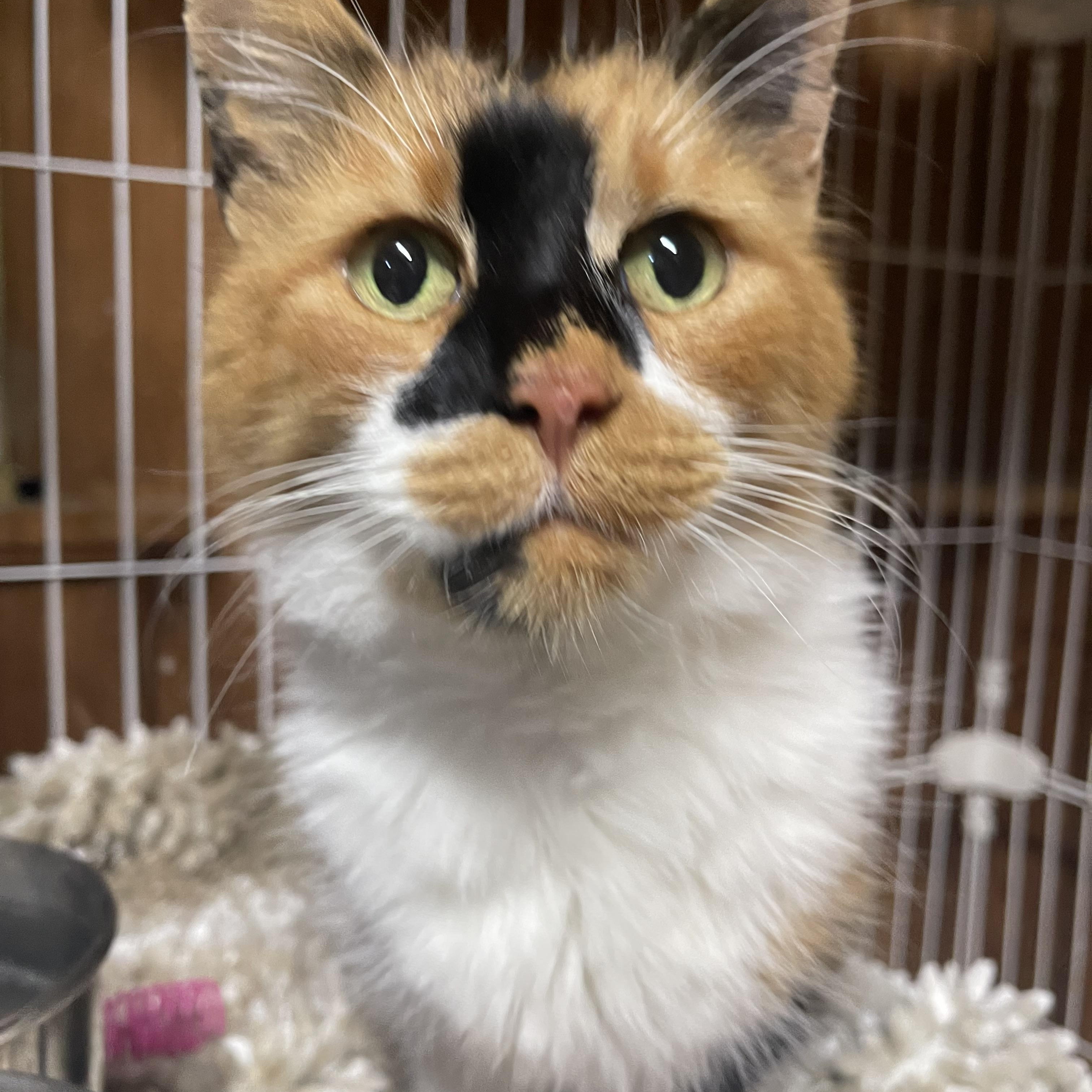 Enlarge Priscilla, a ADOPTABLE Calico in Warren, NJ image 2/3