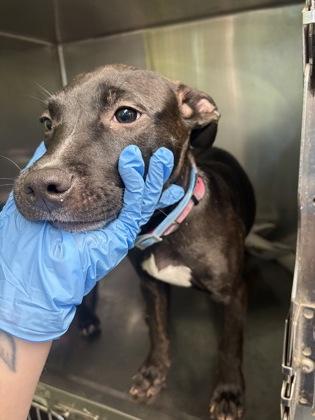 Catherine thumbnail 3