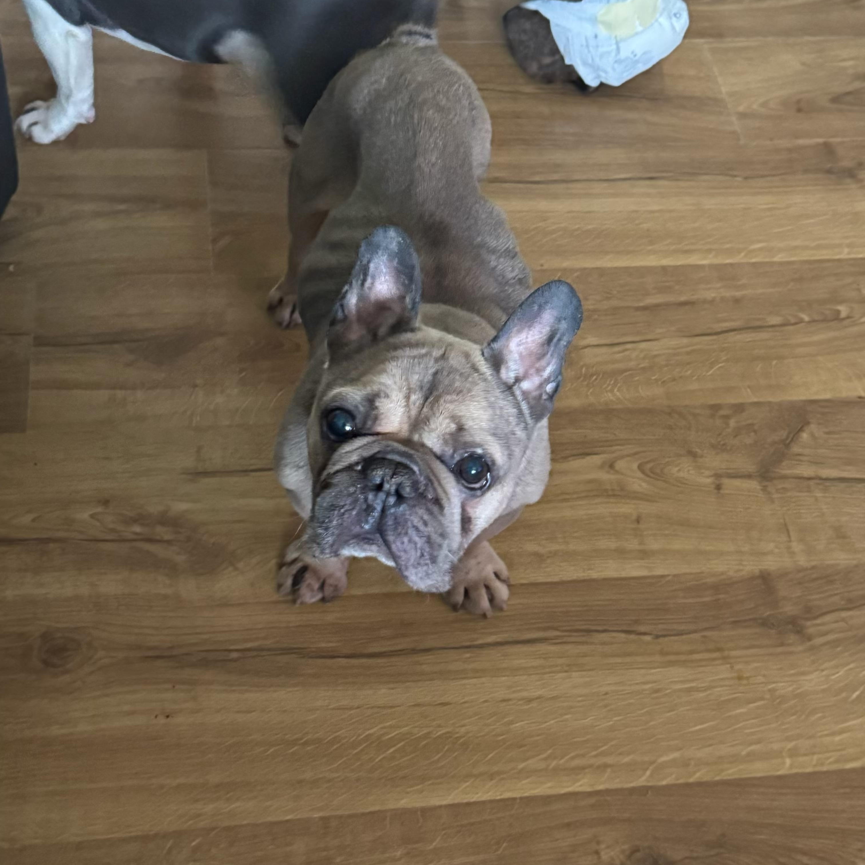 Tommy aka Crouton, adopted, Senior Male French Bulldog.
