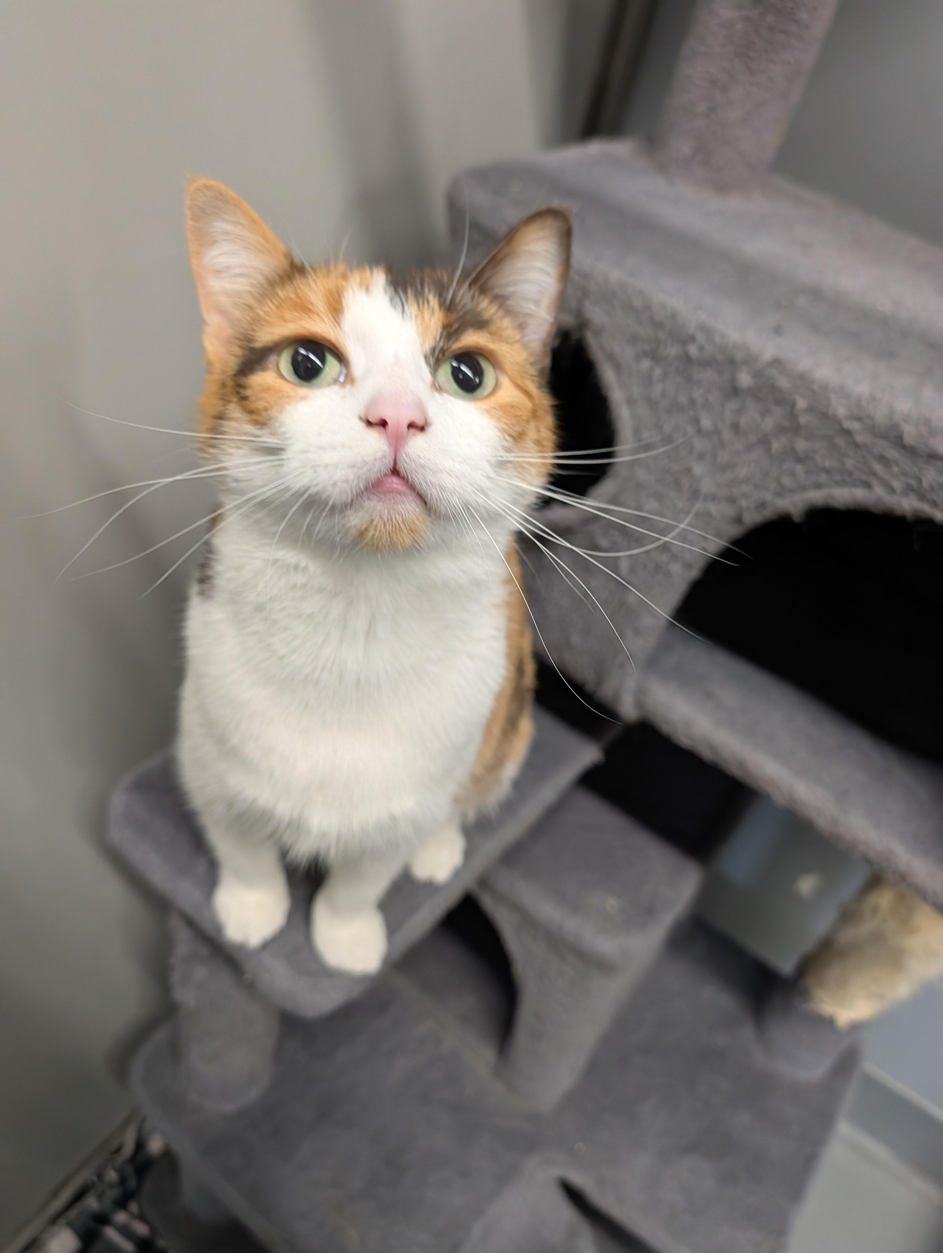 Applejack thumbnail 2