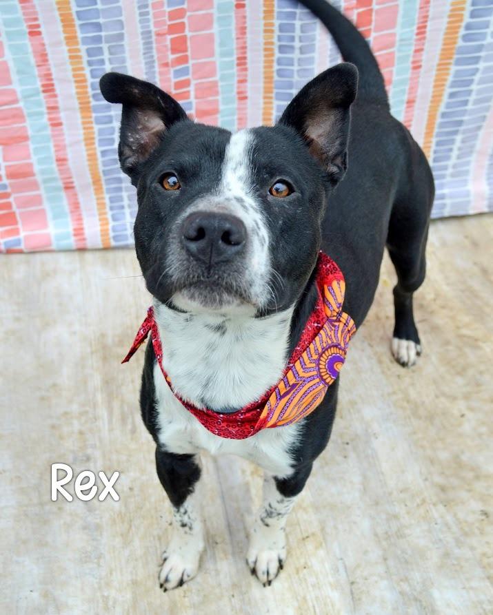 Rex, Adoptable, Young Male American Bulldog.