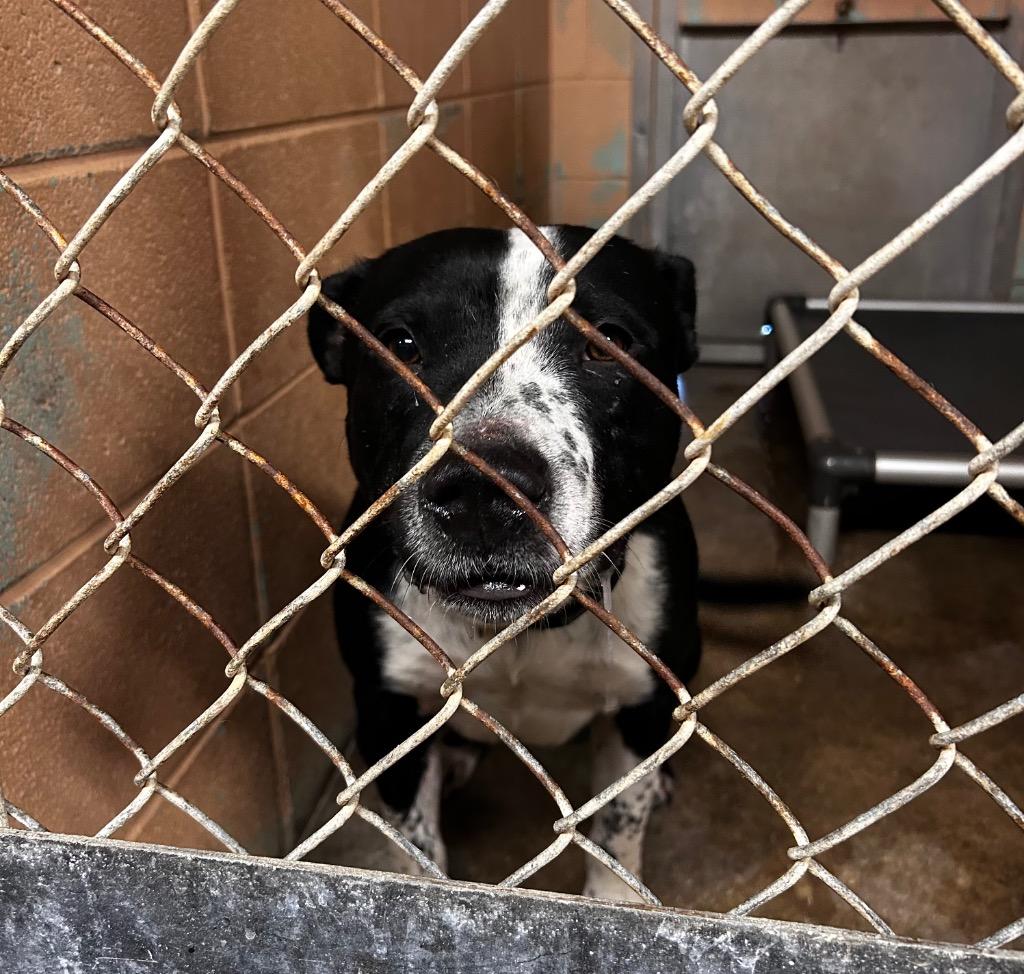 Enlarge Rex, a Adoptable American Bulldog in Gautier, MS image 2/2