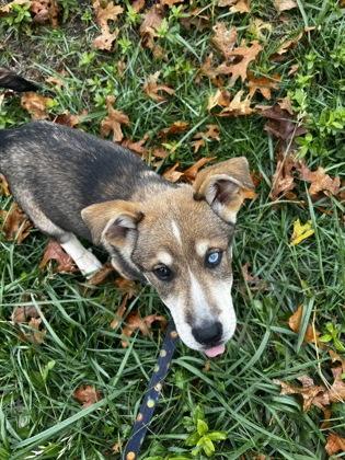 Enlarge Augustine, a Adoptable mixed breed in Simcoe, ON image 1/2