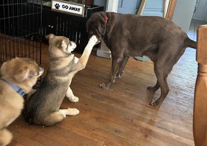 Enlarge Augustine, a Adoptable mixed breed in Simcoe, ON image 2/2