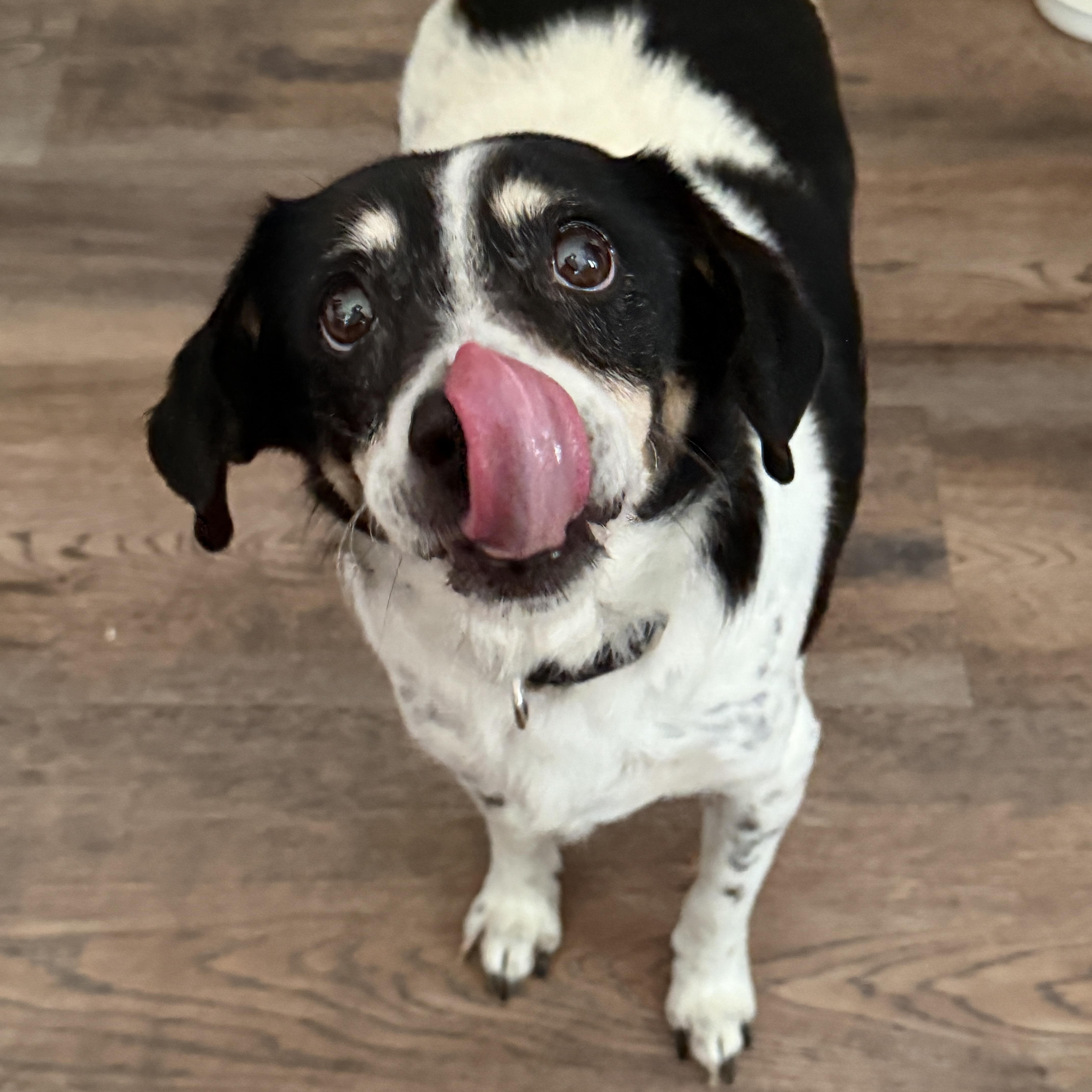 Enlarge Buddy, a ADOPTABLE mixed breed in Jeffersonville, IN image 2/4