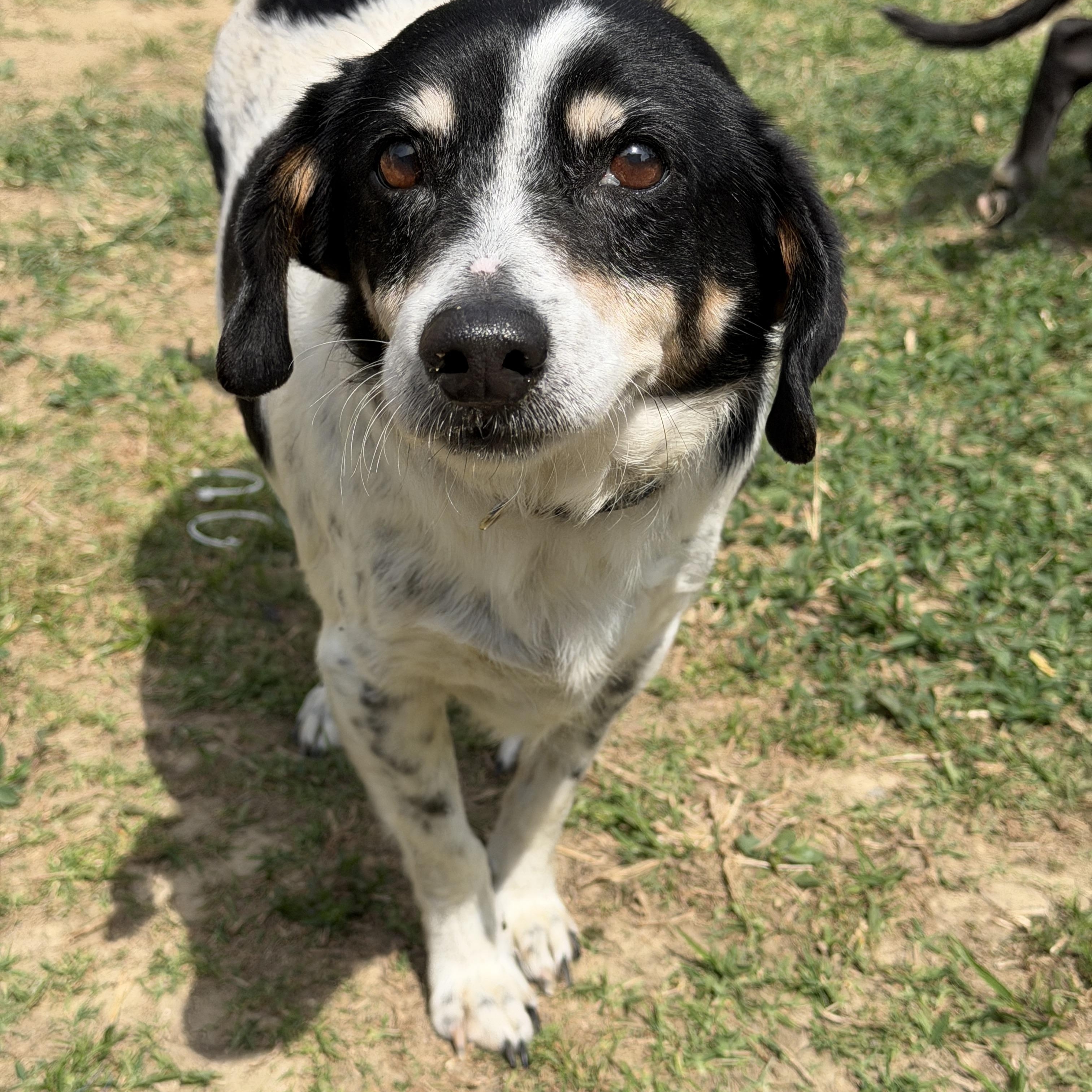 Enlarge Buddy, a ADOPTABLE mixed breed in Jeffersonville, IN image 4/4