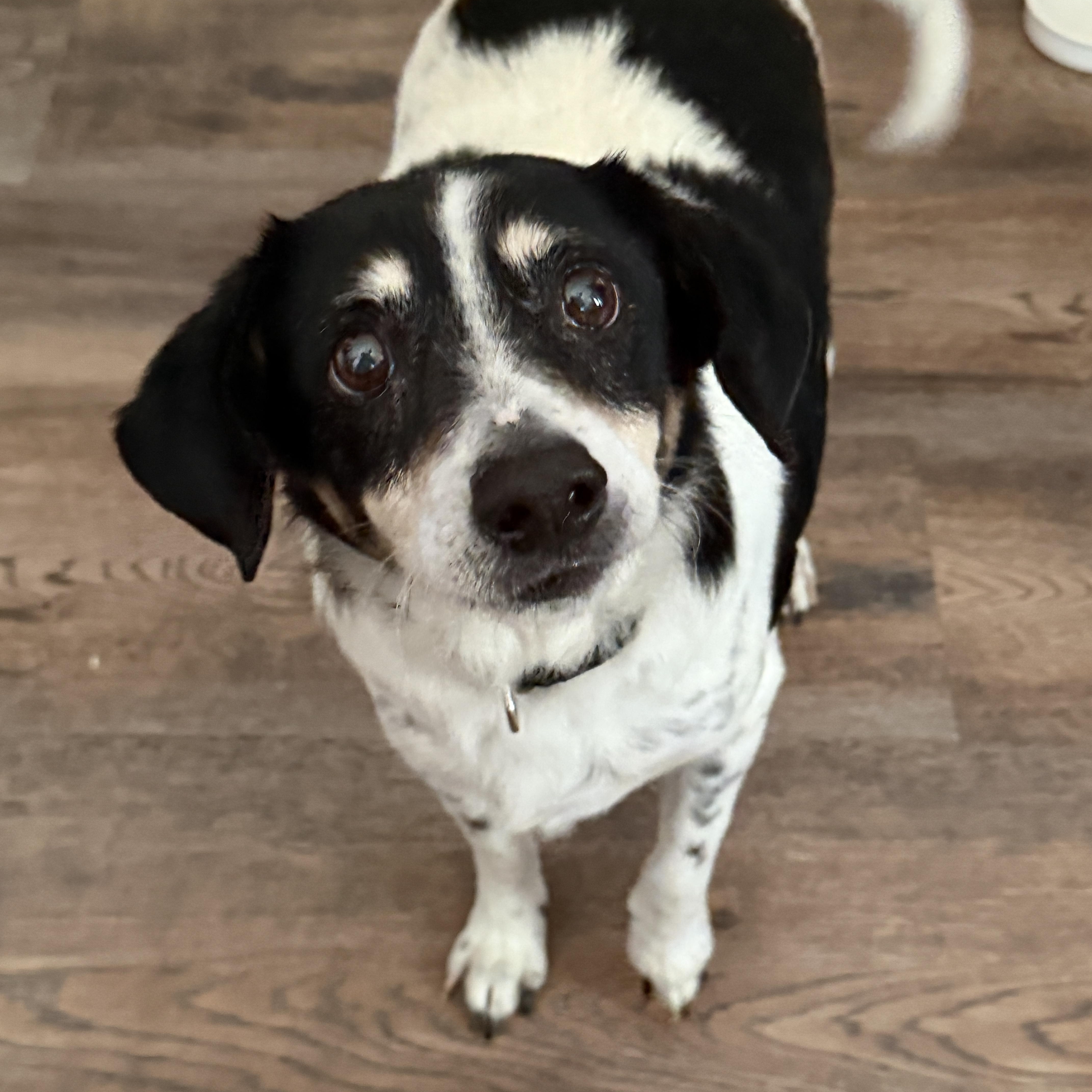 Enlarge Buddy, a ADOPTABLE mixed breed in Jeffersonville, IN image 3/4