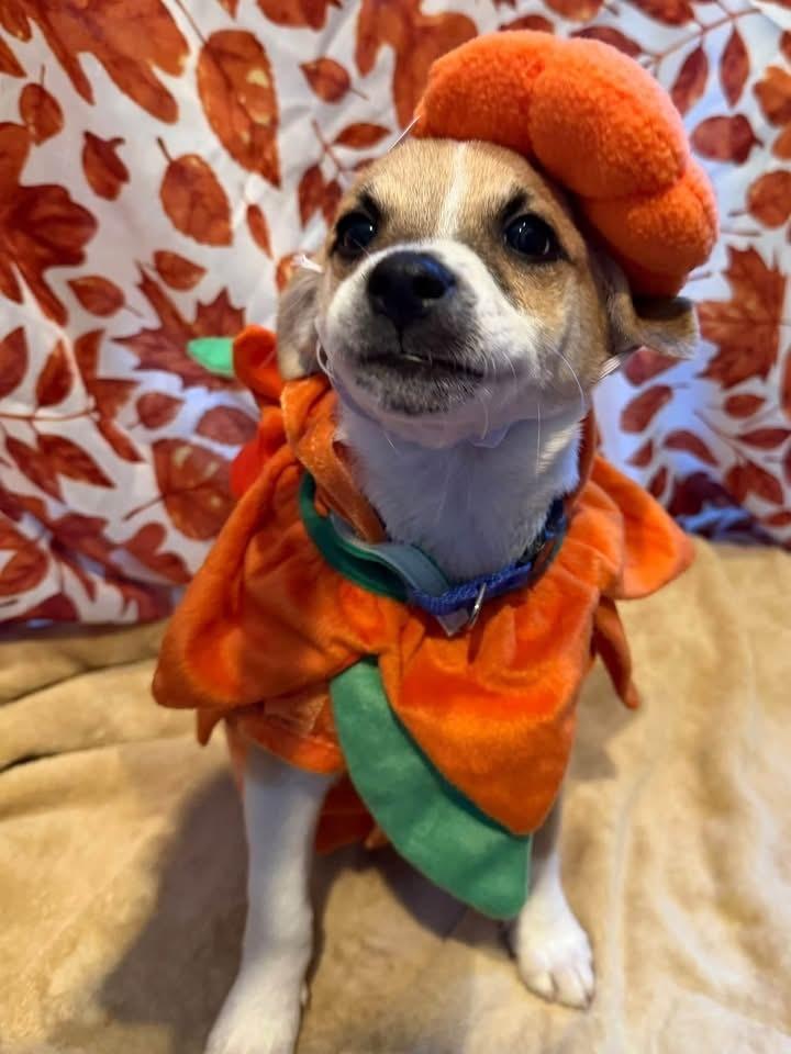 Pencil, Adoptable, Puppy Male Chihuahua.