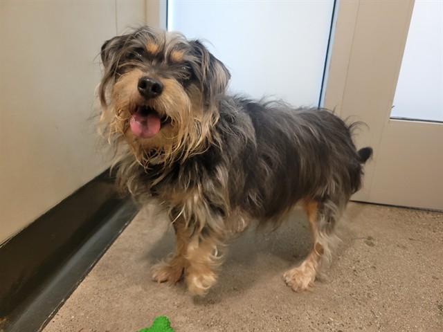 PHOEBE, Adoptable, Adult Female Border Terrier.