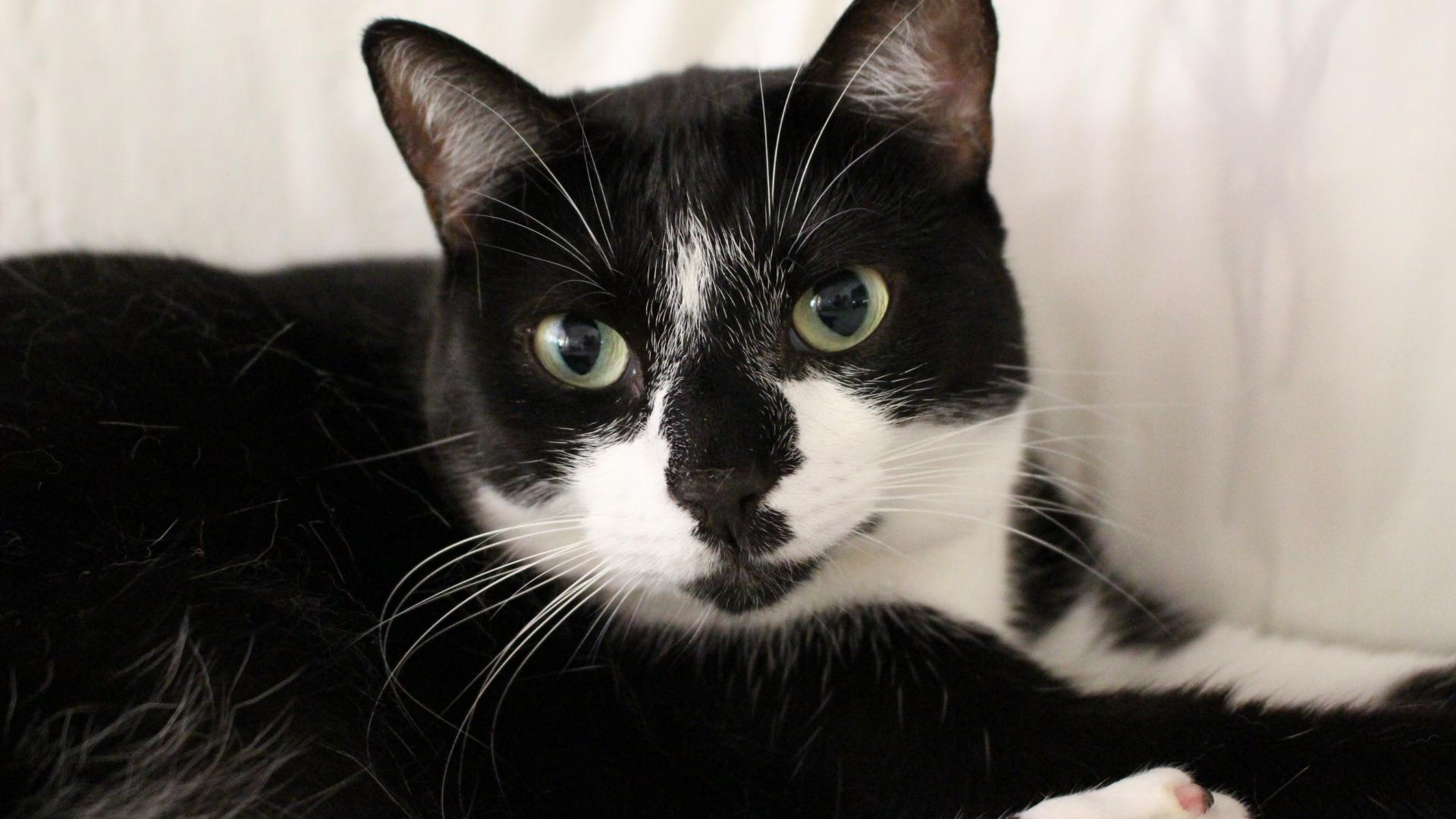 Enlarge Mambo< FL., a Adoptable mixed breed in Miami Beach, FL image 1/6