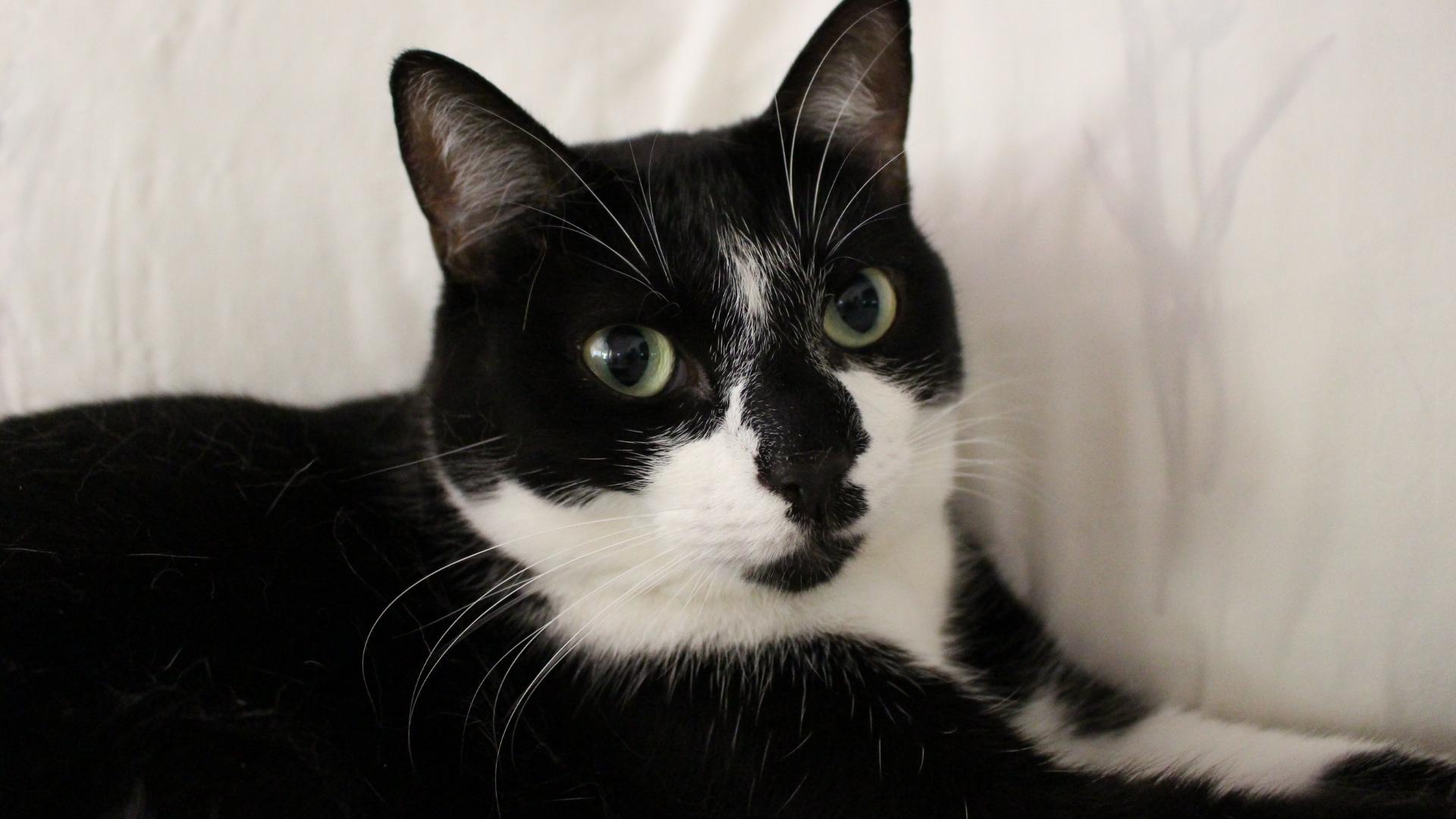 Enlarge Mambo< FL., a Adoptable mixed breed in Miami Beach, FL image 2/6