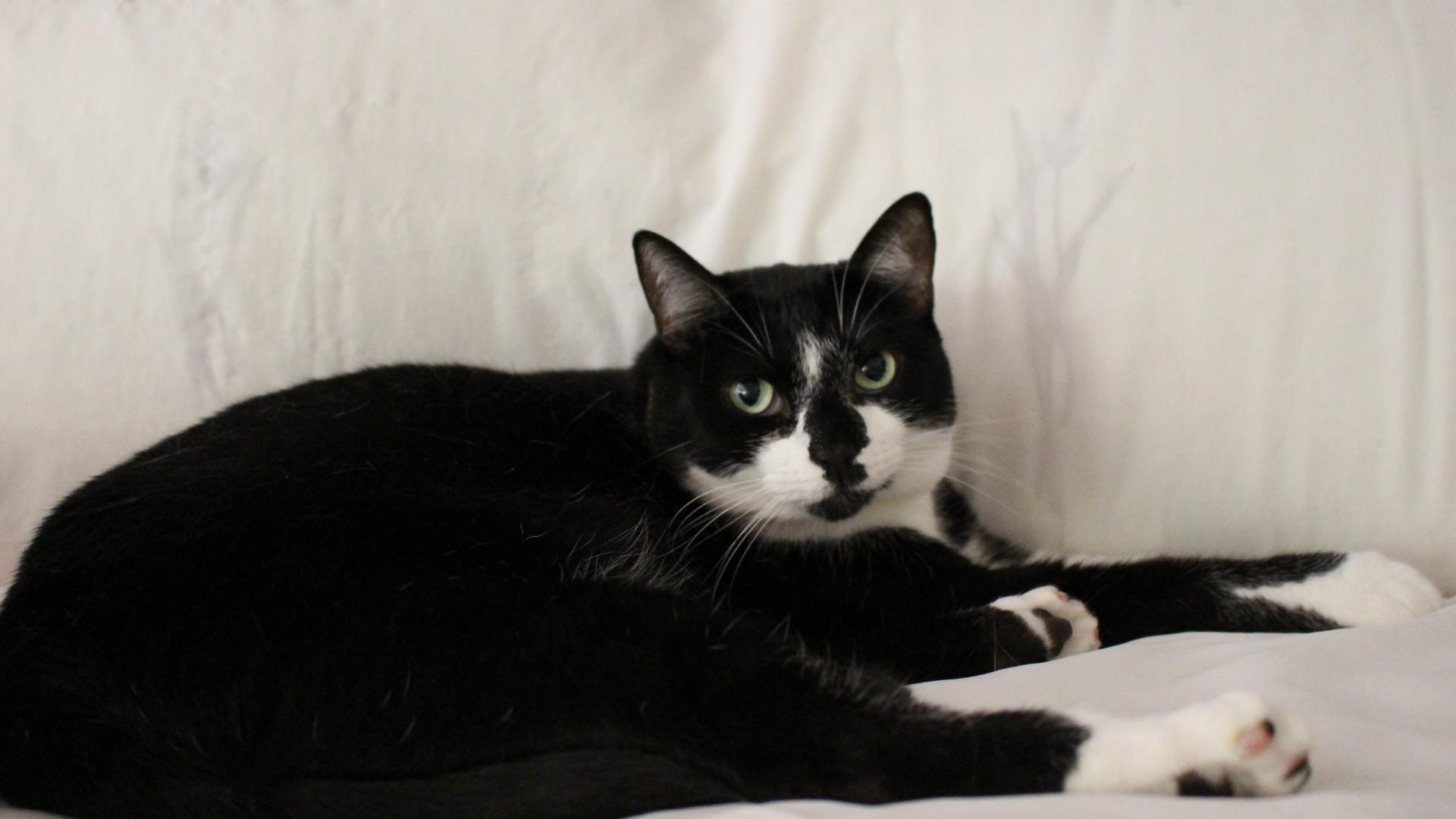 Enlarge Mambo< FL., a Adoptable mixed breed in Miami Beach, FL image 3/6