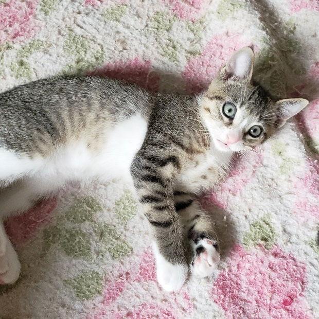 Kid, Adopted, Young Male Domestic Short Hair.