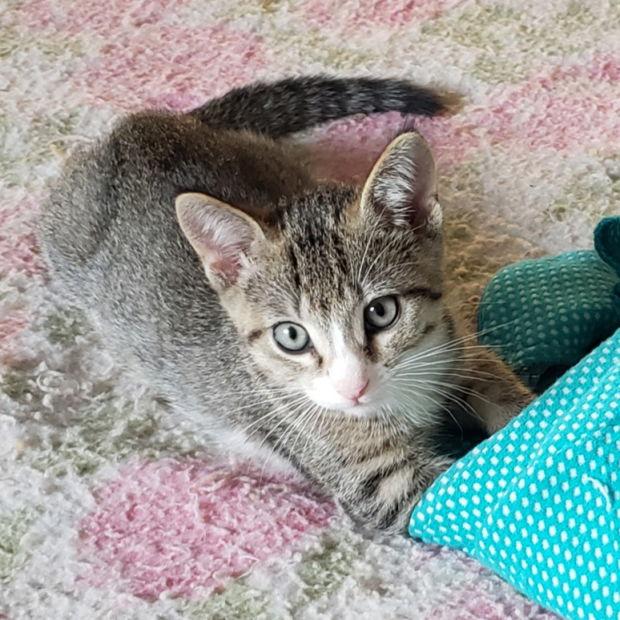 Enlarge Kid, a Adopted Domestic Short Hair in Fishkill, NY image 2/3