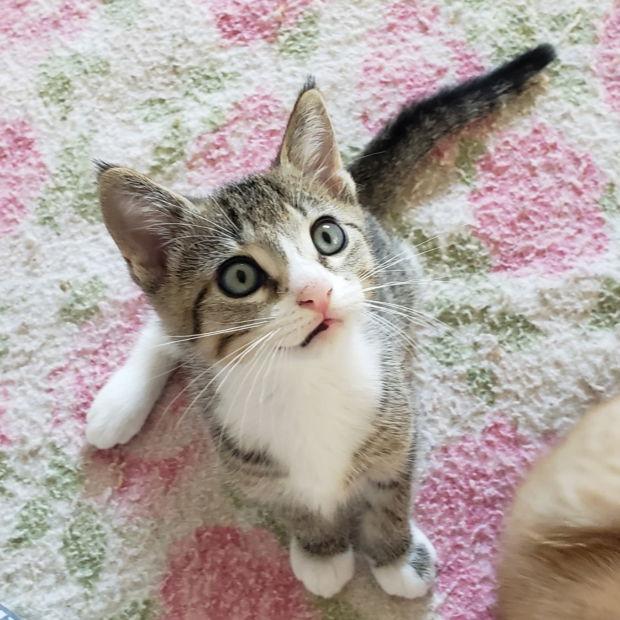 Enlarge Kid, a Adopted Domestic Short Hair in Fishkill, NY image 3/3