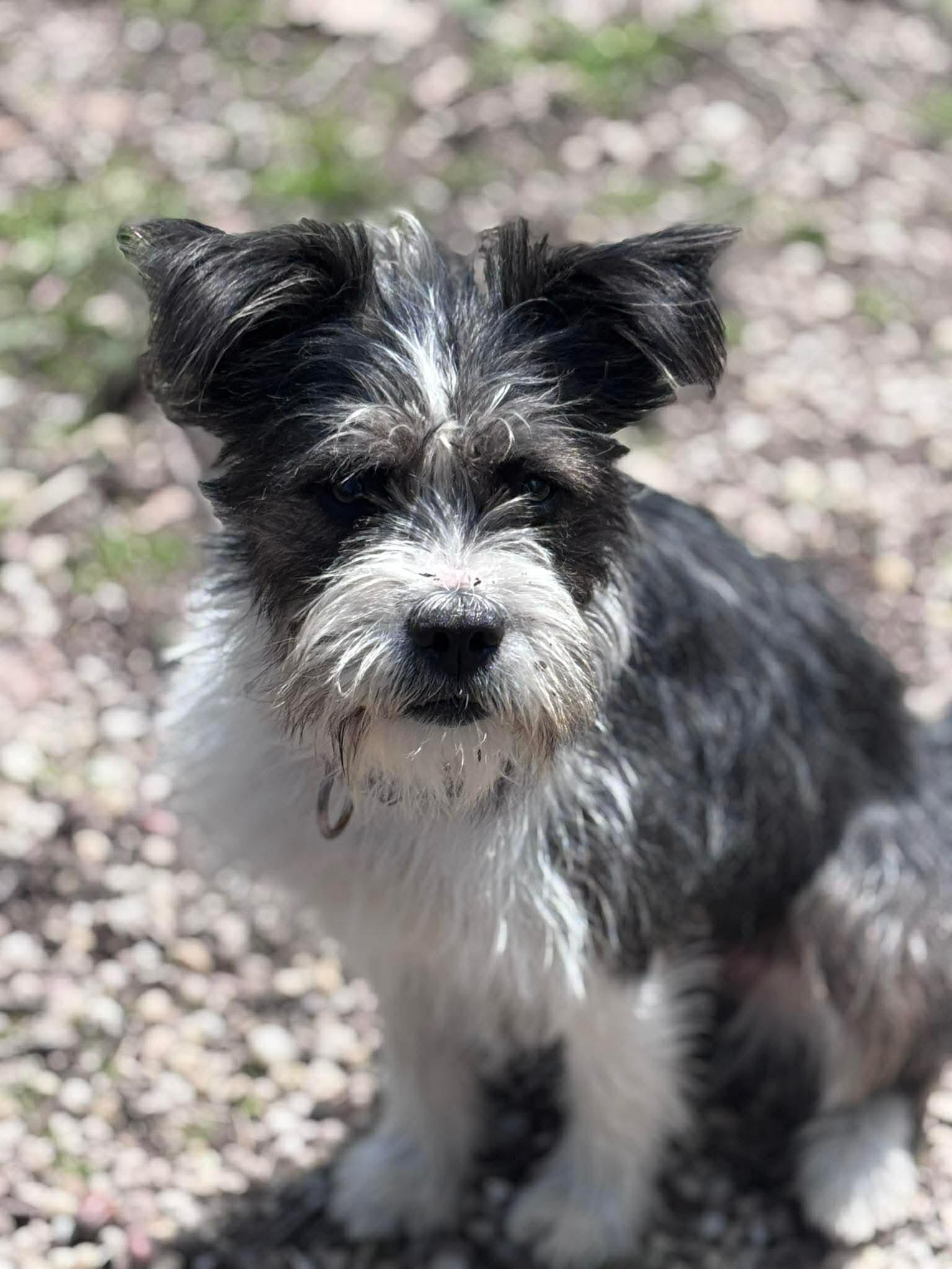 Enlarge Jellybean, an adopted mixed breed in Sunbright, TN image 2/3