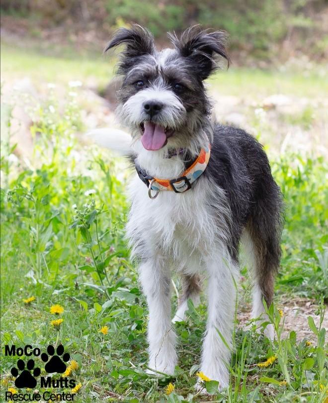 Enlarge Jellybean, an adopted mixed breed in Sunbright, TN image 1/3