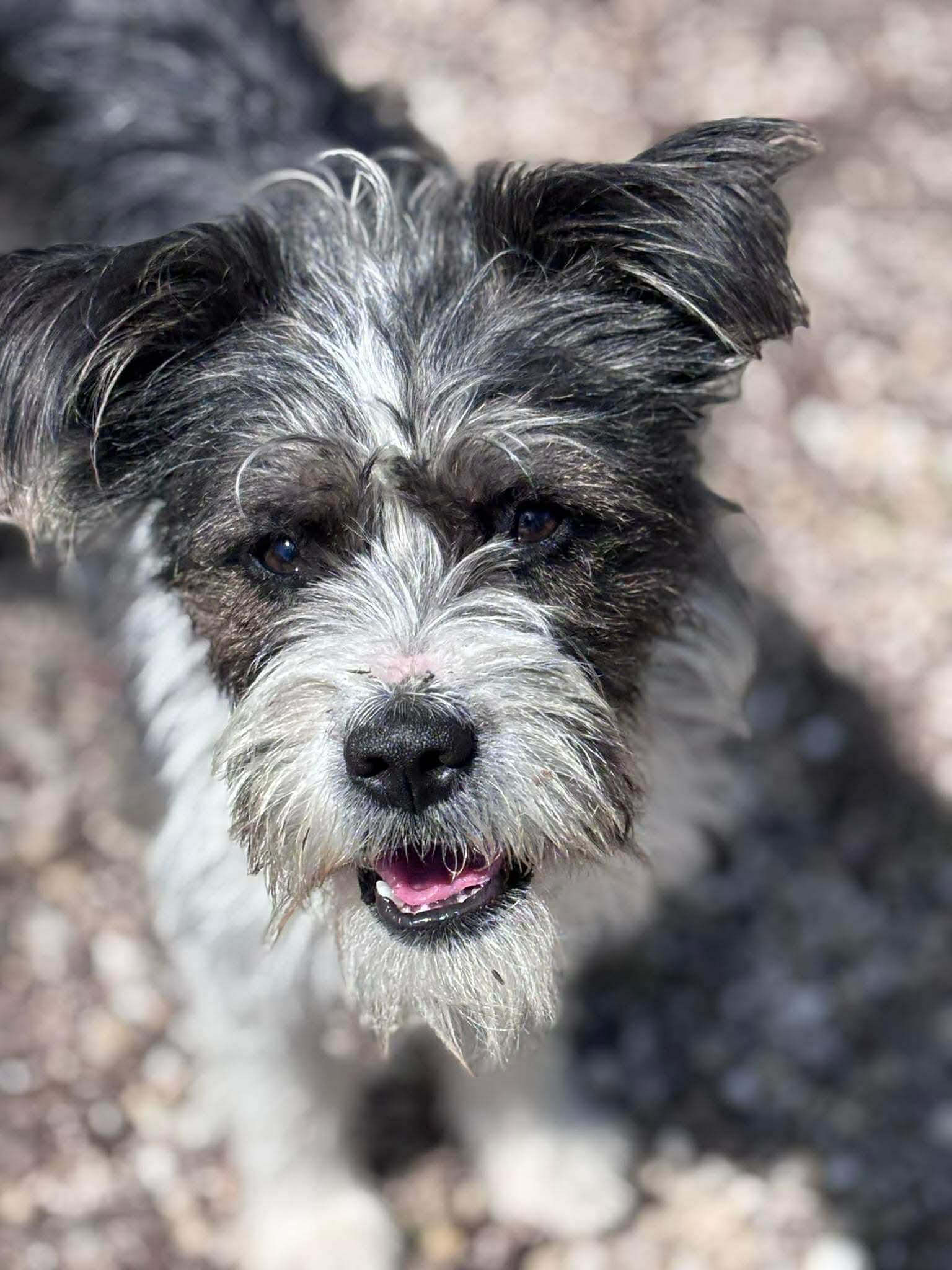 Enlarge Jellybean, an adopted mixed breed in Sunbright, TN image 3/3