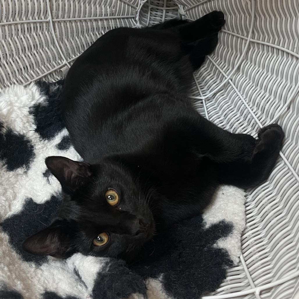 Franklin, Adoptable, Young Male Domestic Short Hair.