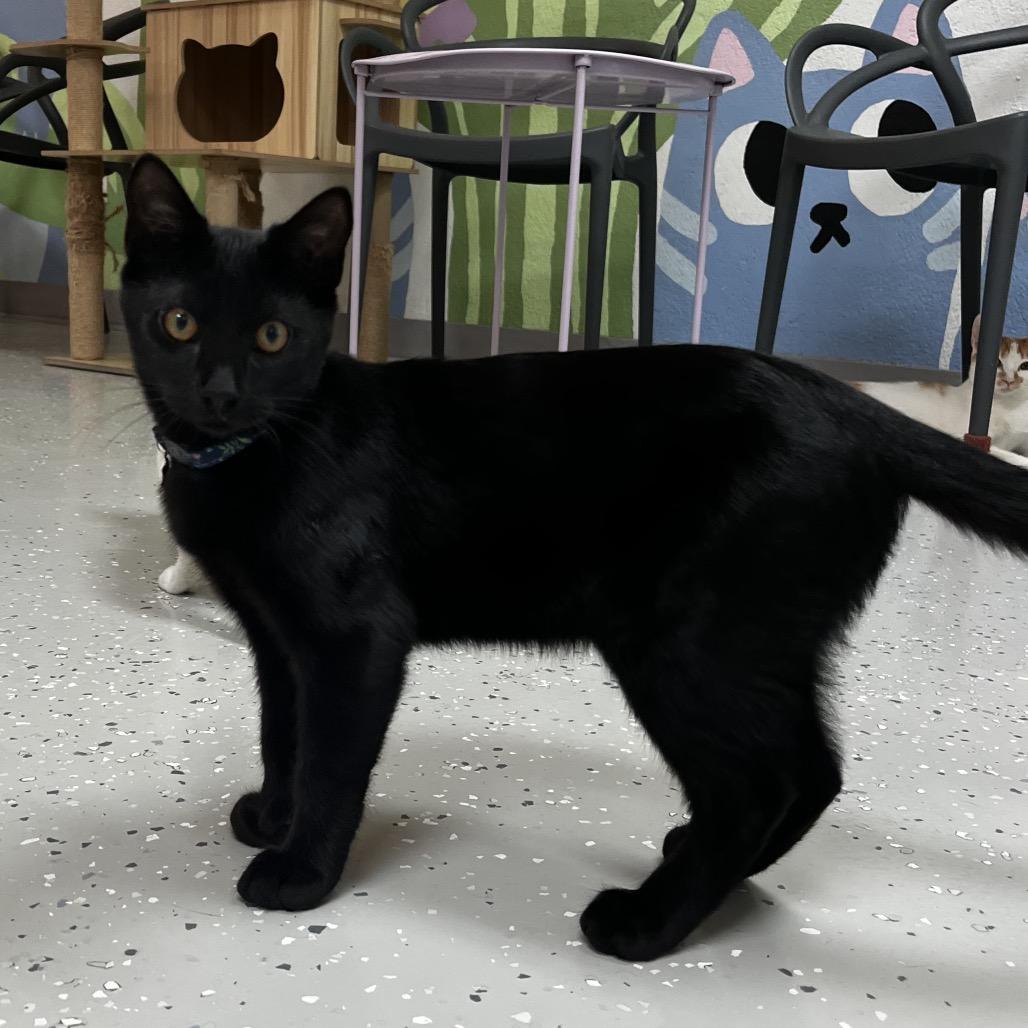 Enlarge Franklin, a Adoptable Domestic Short Hair in Yucca Valley, CA image 2/6
