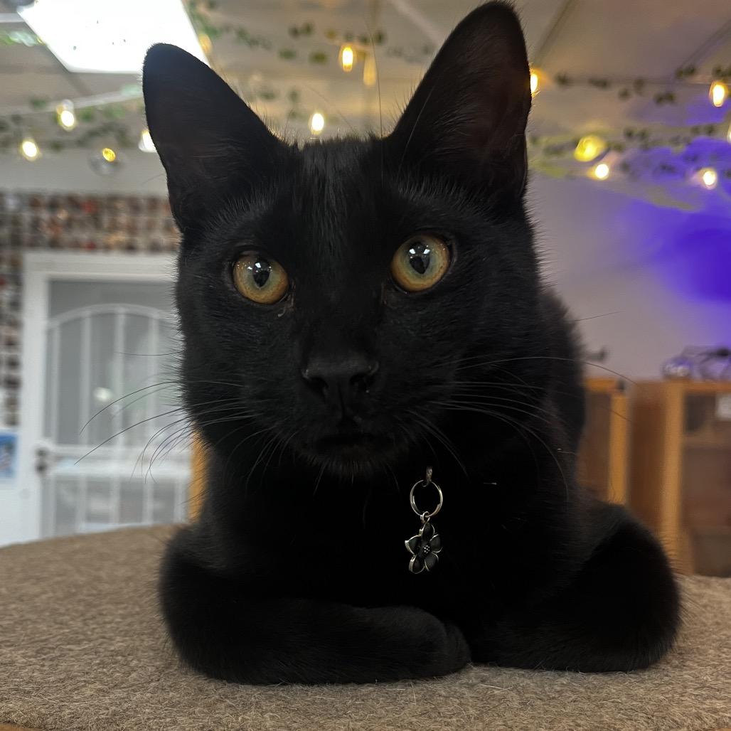 Enlarge Franklin, a Adoptable Domestic Short Hair in Yucca Valley, CA image 3/6
