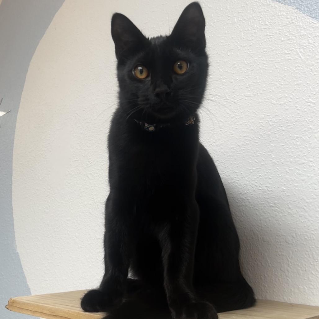 Enlarge Franklin, a Adoptable Domestic Short Hair in Yucca Valley, CA image 4/6