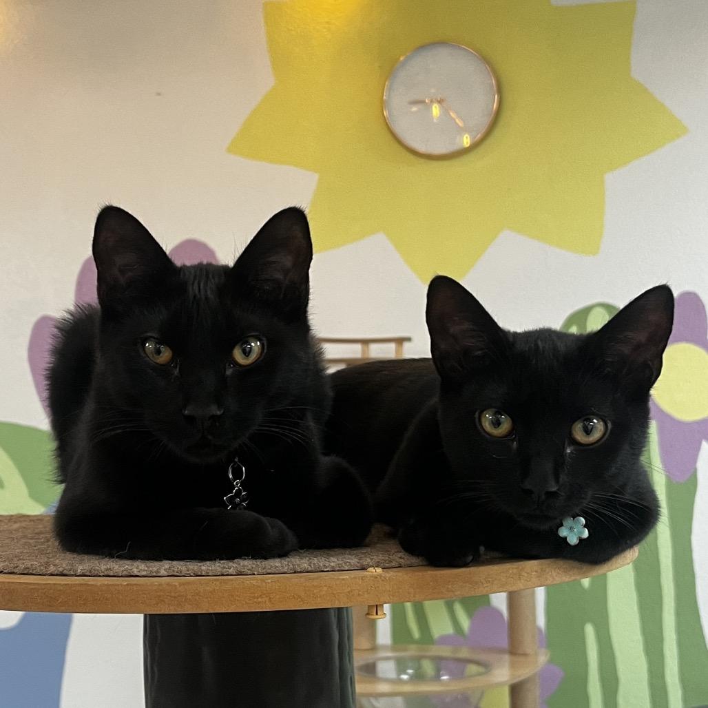 Enlarge Franklin, a Adoptable Domestic Short Hair in Yucca Valley, CA image 6/6