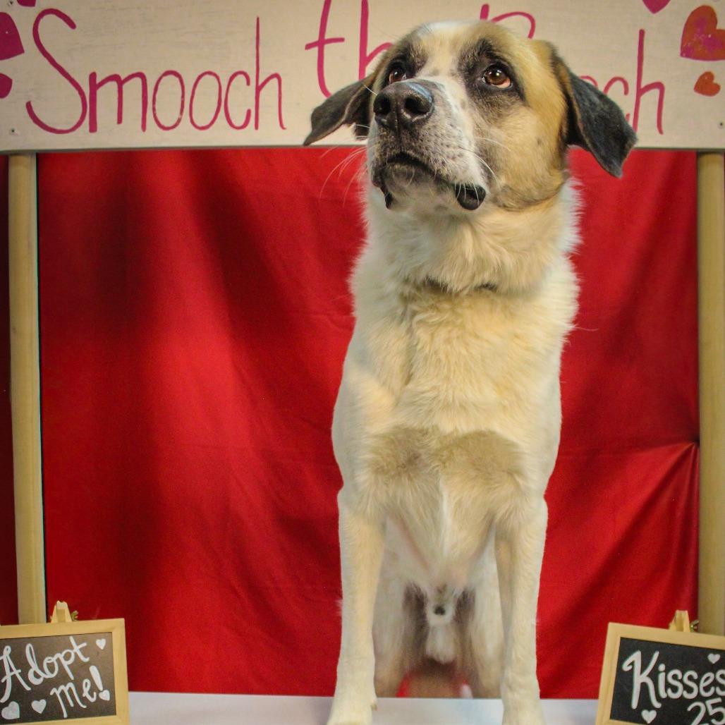 Garrett 06, a Adoptable mixed breed in Canastota, NY image 1/3