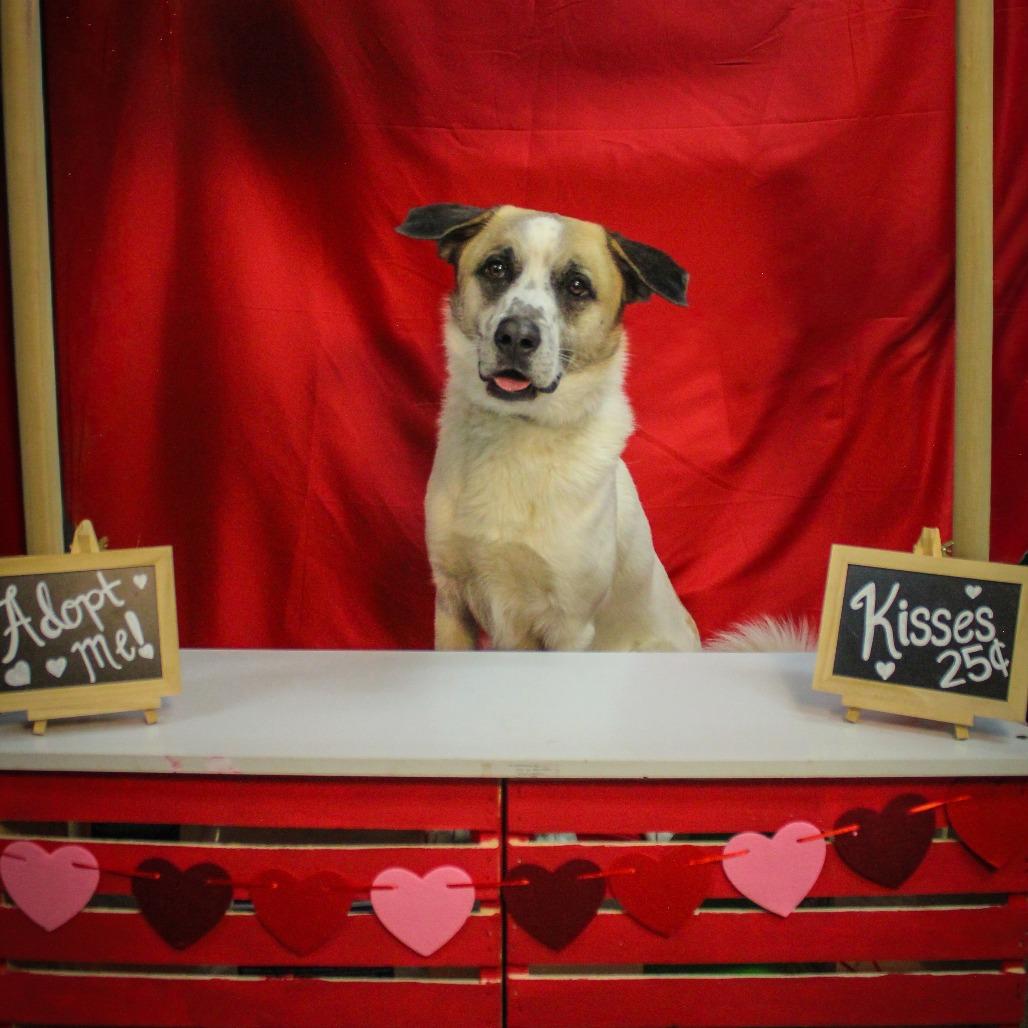 Garrett 06, a Adoptable mixed breed in Canastota, NY image 2/3