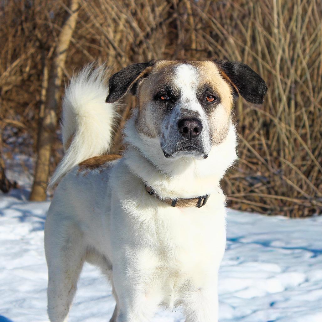 Enlarge Garrett 05, a Adoptable mixed breed in Canastota, NY image 3/4